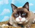 Portrait chocolate point siamese cat Royalty Free Stock Photo