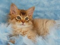 Portrait of a Chocolate Somali kitten Royalty Free Stock Photo