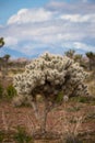 Portrait of a Cholla cactus with subtle spring colors in the desert with dramatic clouds in the background Royalty Free Stock Photo