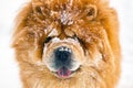 Portrait chow chow