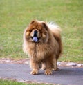 Portrait of Chow Chow dog Royalty Free Stock Photo