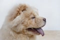 Portrait of chow chow puppy with lolling tongue close up. Pet animals Royalty Free Stock Photo