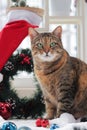 Portrait of a Christmas cat. An adult cat with a serious muzzle