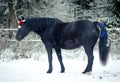 Christmas horse with red cap and bows on tail in winter