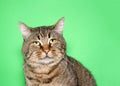 Portrait of a chubby gray and brown tabby cat looking at viewer Royalty Free Stock Photo