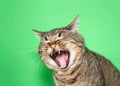 Portrait of a chubby gray and brown tabby cat with mouth wide open, eyes closed Royalty Free Stock Photo