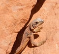 Portrait of Chuckwalla Royalty Free Stock Photo