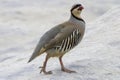 A Portrait of a Chukar Partridge in the desert. Royalty Free Stock Photo