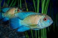 Portrait of cichlid fish Andinoacara sp. in aquarium