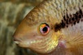 Portrait of cichlid fish