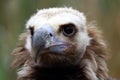 Portrait of Cinereous Vulture Royalty Free Stock Photo