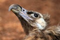 Portrait of Cinereous Vulture Royalty Free Stock Photo