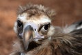 Portrait of Cinereous Vulture Royalty Free Stock Photo