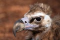 Portrait of Cinereous Vulture Royalty Free Stock Photo