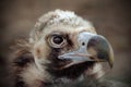 Portrait of cinereous vulture Royalty Free Stock Photo