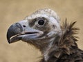Portrait of cinereous vulture