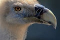 Portrait of a  cinereous vulture Royalty Free Stock Photo
