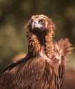 Portrait of a Cinereous Vulture Royalty Free Stock Photo