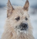 Portrait clever white dog lying in the snow, looking away