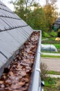 A portrait of a clogged roof gutter with a lot of fallen autumn brown leaves in it and water which cannot be drained. This is an Royalty Free Stock Photo