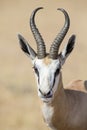 Portrait close-up of a beautiful prime springbok male