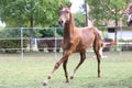 Portrait close up of a beautiful young chestnut foal Royalty Free Stock Photo