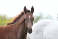 Portrait close up of a beautiful young chestnut foal Royalty Free Stock Photo