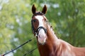 Headshot of a purebred horse against natural background at rural ranch on horse show summertime outddors Royalty Free Stock Photo