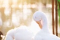 Portrait close up of beautiful young white duck near pond at the park in the morning with orange sun light and water blurred backg Royalty Free Stock Photo