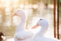 Portrait close up of beautiful young white duck near pond at the park in the morning with orange sun light and water blurred backg Royalty Free Stock Photo