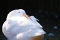 Portrait close up of beautiful young white duck at the park in the morning with sun light ray and blurred background Royalty Free Stock Photo