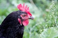 Portrait of close-up of black chicken on grass background in garden_ Royalty Free Stock Photo