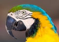 Portrait close up of a Blue and yellow macaw Royalty Free Stock Photo