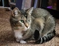 A portrait close up of a brown tabby cat looking away from the camera laying down on the floor. Royalty Free Stock Photo