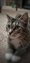 A portrait close up of a brown tabby cat looking away from the camera laying down. Royalty Free Stock Photo