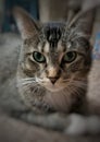 A portrait close up of a brown tabby cat looking at the camera laying down.