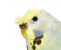 Portrait close-up of a Budgerigar grey crested head isolated Royalty Free Stock Photo