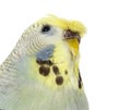Portrait close-up of a Budgerigar grey crested head isolated on Royalty Free Stock Photo