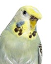 Portrait close-up of a Budgerigar grey crested head isolated on Royalty Free Stock Photo