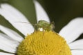 Portrait of a bug, insect on mayweed flower Royalty Free Stock Photo