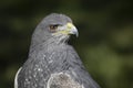 Portrait close up of a chilean blue eagle