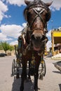 Portrait close up of cute dark brown horse looking at camera dragging carriage wagon Royalty Free Stock Photo