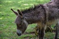 Portrait of a donkey in the meadow Royalty Free Stock Photo