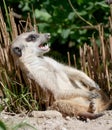 Portrait of a cute meerkat