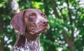 Portrait close-up of dog breed german shorthaired pointer against green trees in the woods_