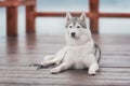 Portrait of a close-up dog Siberian Husky