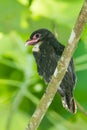 Portrait close up of Dusky Broadbill Royalty Free Stock Photo