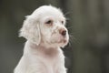 Portrait close-up english setter young dog.