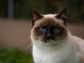 portrait close up face adorable siamese cat with blue eyes Royalty Free Stock Photo