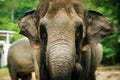 Portrait close up face of beautiful big elephant Thailand zoo Royalty Free Stock Photo